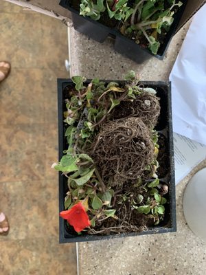 Burpee Seeds and Plants by null