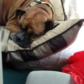 Stone Valley Pet Lodge - 9am pick up...my boxer had such a good time here, she completely conked out in the car. - Pet Boarding Near Me - Petersburg, Pennsylvania Stone Valley Pet Lodge - 9am pick up...my boxer had such a good time here, she completely conked out in the car. - Pet Boarding Near Me - Petersburg, Pennsylvania