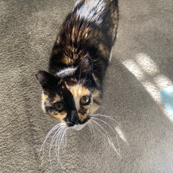 South Bay Veterinary Care - Cali enjoying her new digs - Veterinarians Near Me - Gardena, California South Bay Veterinary Care - Cali enjoying her new digs - Veterinarians Near Me - Gardena, California