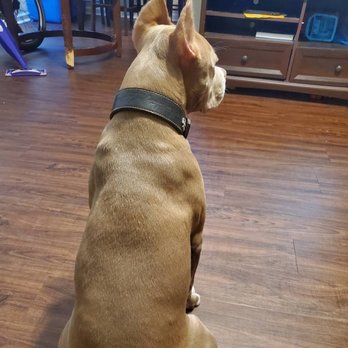 Real Deal Dog Training - Pet Training Near Me - Perris , California Real Deal Dog Training - Pet Training Near Me - Perris , California
