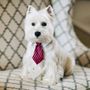 Photo of Lucky Dog Grooming