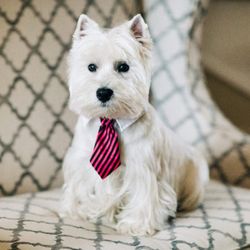 Lucky Dog Grooming