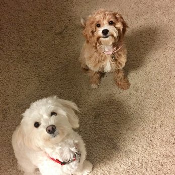 ALL Creatures Veterinary Center - Our babies :) - Veterinarians Near Me - Newhall, California