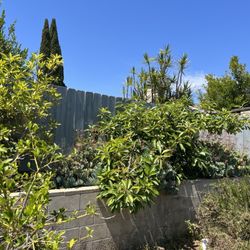 Marcos Maintenance - Before: Our backyard was overgrown