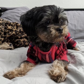 Fire Mountain Veterinary Hospital - Happy Customer - Pet Groomers Near Me - Oceanside, California