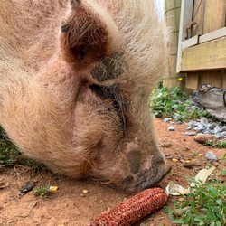 Lakota Ranch Farm Store - Pot bellied pig
