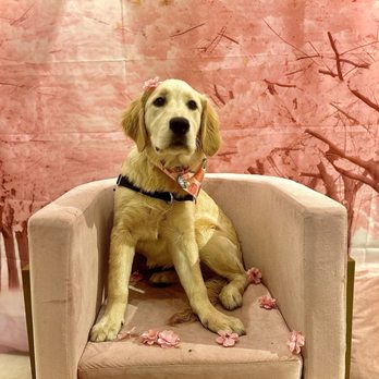 Dog Bar - Dog Parks Near Me - Pleasanton, California Dog Bar - Dog Parks Near Me - Pleasanton, California
