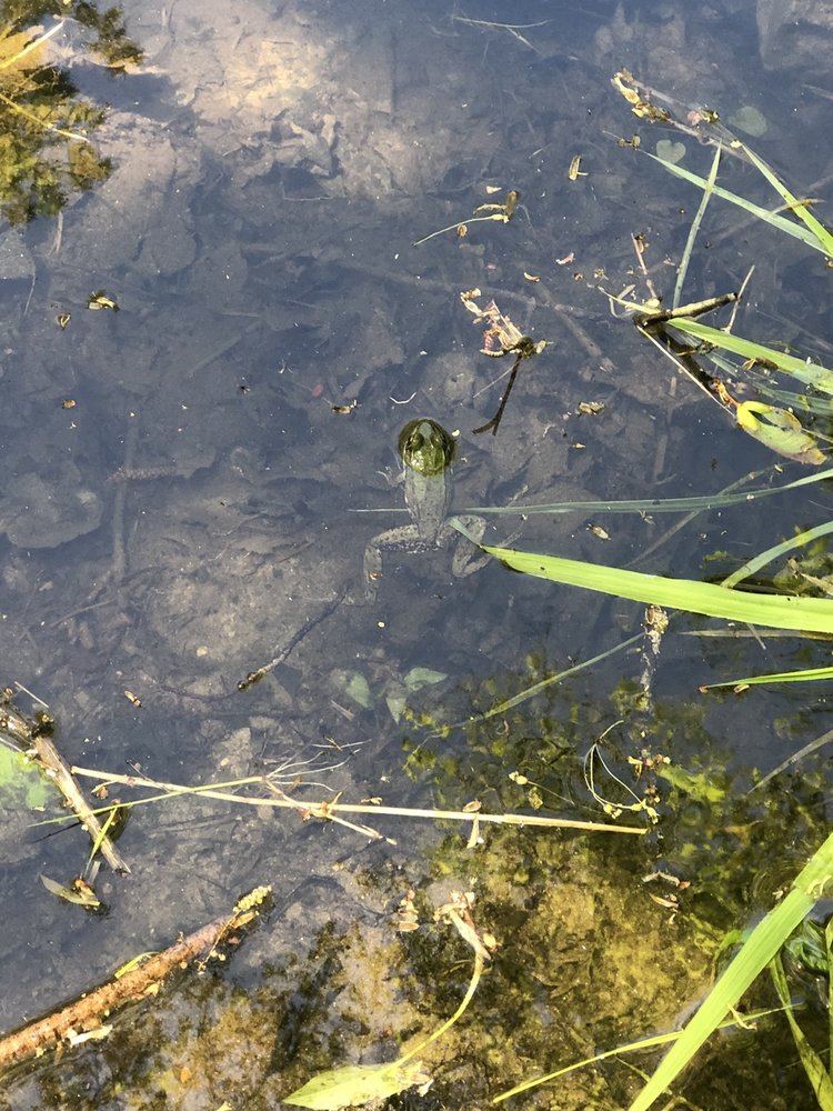 COOK CONSERVATION AREA/LANCASTER STATE FOREST Updated May 2024 18 Photos Lunenburg Rd