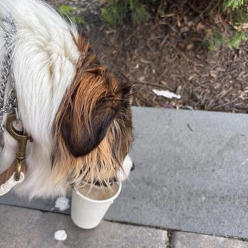 Second Nature Coffee Co - Pup Cup - Coffee & Tea Near Me - Leesburg, Virginia Second Nature Coffee Co - Pup Cup - Coffee & Tea Near Me - Leesburg, Virginia