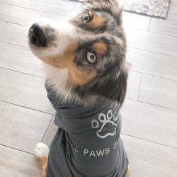 All Paws Express "Ambassadogs"