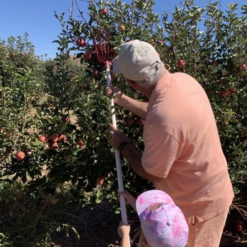 Apple Annie's Orchard - Grandpa's teaching how to pick apples up high - Farmers Market Near Me - Willcox, Arizona