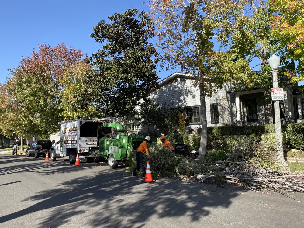 Cp & Sons Tree Service - tree service in Mar Vista, CA