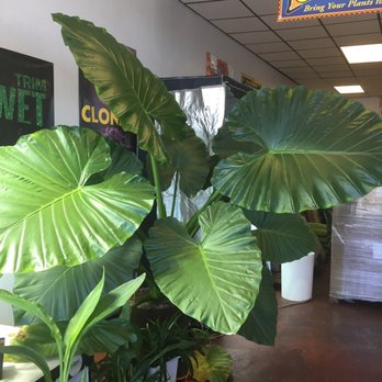 Butler Hydroponics Closed Nurseries Gardening 8847 N 7th Ave Phoenix Az Phone Number Yelp