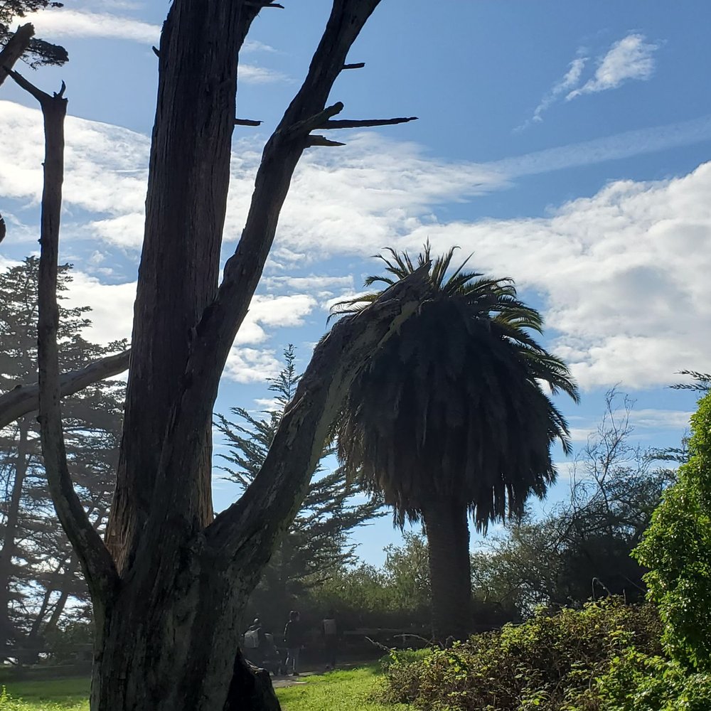 Fitzgerald Marine Reserve - More greenery - Parks Near Me - Moss Beach, California