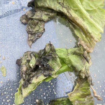 Toasted Gastrobrunch - Disgusting lettuce, you would think my second salad would be a little better... - Breakfast & Brunch Near Me - Oceanside, California Toasted Gastrobrunch - Disgusting lettuce, you would think my second salad would be a little better... - Breakfast & Brunch Near Me - Oceanside, California