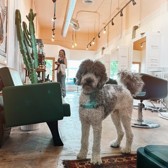 Rare Bird - Hair Stylists Near Me - La Mesa, California Rare Bird - Hair Stylists Near Me - La Mesa, California