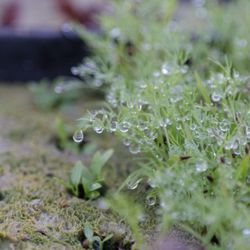 Montecito Urban Farms - Morning dew on the seedlings