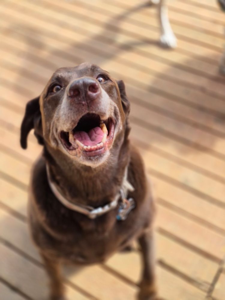 Hot Diggity Dog Doggie Daycare