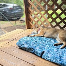 Four Paws Kingdom Campground