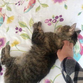 Play Pals - Play Pals giving kitty some love! - Dog Walkers Near Me