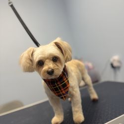 The Shaggy Pup Pet Spa