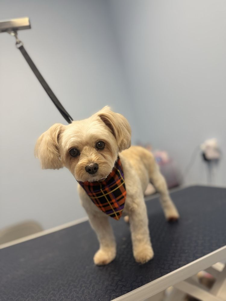 The Shaggy Pup Pet Spa Image