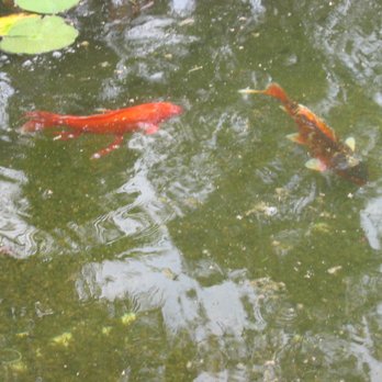 Botanical Building - koi pond - Botanical Gardens Near Me - San Diego, California Botanical Building - koi pond - Botanical Gardens Near Me - San Diego, California