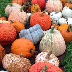 Whitcomb's Land of Pumpkins and Corn Maze