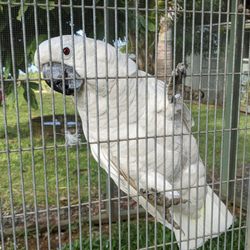 Parrots In Paradise Sanctuary