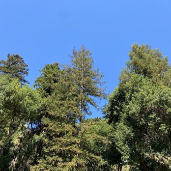 John Hinkel Park - The beautiful trees at John Hinkle Park - Parks Near Me - Berkeley, California