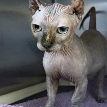 Animal Foundation - Photo on their website - Animal Shelters Near Me - Las Vegas, Nevada Animal Foundation - Photo on their website - Animal Shelters Near Me - Las Vegas, Nevada