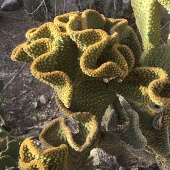 Boyce Thompson Arboretum - Botanical Gardens Near Me - Superior, Arizona Boyce Thompson Arboretum - Botanical Gardens Near Me - Superior, Arizona