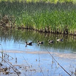 Fowl family