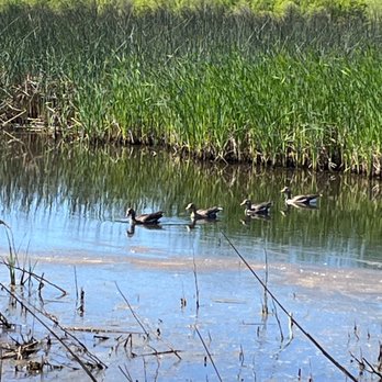 Cosumnes River Preserve - Fowl family - Parks Near Me - Galt, California