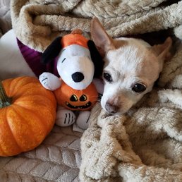 Pnut thinking about going to Doggie Bag! More Chickie Chips please... Pnut thinking about going to Doggie Bag! More Chickie Chips please...