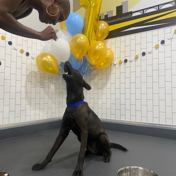District Dogs - Pet Groomers Near Me - Washington, DC, District of Columbia