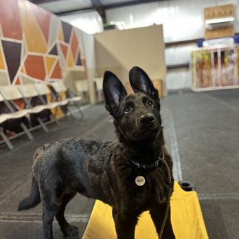 Precision K9 Work - Hubert - Pet Training Near Me - Leander, Texas Precision K9 Work - Hubert - Pet Training Near Me - Leander, Texas