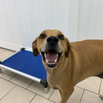 Hounds Town - Jacksonville Beach Blvd - Pet Groomers Near Me - Jacksonville, Florida Hounds Town - Jacksonville Beach Blvd - Pet Groomers Near Me - Jacksonville, Florida