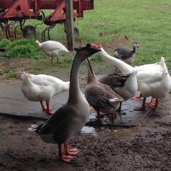 Brothers Farm - Gaggle of geese at Brothers Farm - Bed & Breakfast Near Me - La Grange, North Carolina Brothers Farm - Gaggle of geese at Brothers Farm - Bed & Breakfast Near Me - La Grange, North Carolina