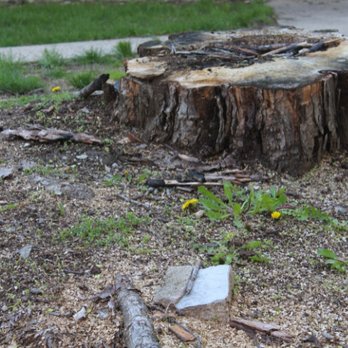 L.V. Kline Stump Grinding - Tree Services Near Me L.V. Kline Stump Grinding - Tree Services Near Me