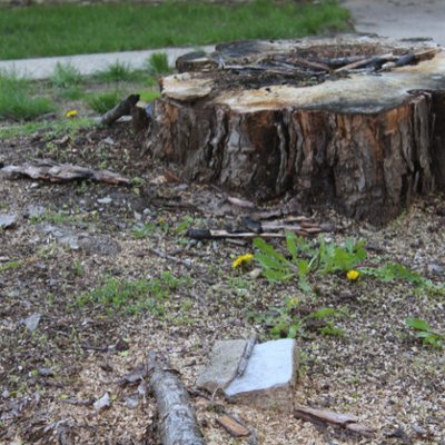 Stump Grinding Projects - Are you looking for stump removal? Do you want to get rid unwanted stumps on your property? We are fully licensed and insured, ready to handle your stump removal and grinding nights with ease. Call today for a free estimate.