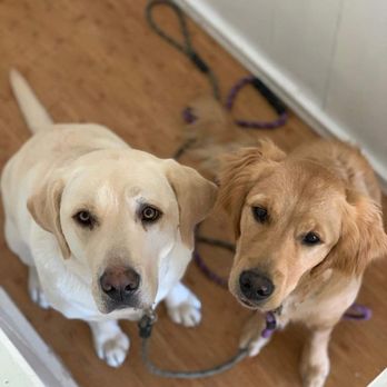 PaWash Pet Spa LLC - The two pups loving their clean and fresh coats - Pet Groomers Near Me - Englewood, Colorado PaWash Pet Spa LLC - The two pups loving their clean and fresh coats - Pet Groomers Near Me - Englewood, Colorado