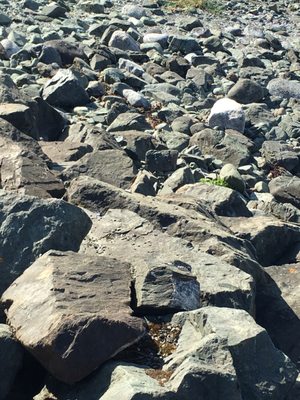 National Shrine of St. Thérèse by null