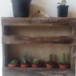 El Jardín de Paula - Cactus miniatura 3
