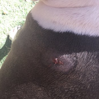 A Path 4 Paws - Our dog- bite from Marky - Animal Shelters Near Me - Amargosa Valley, Nevada