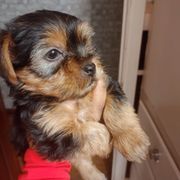 PUPPY 2012 Hasbro FurReal Puppy Dog Walks & barks Plush 7