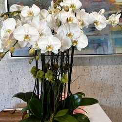 Orchid Arrangement by Flora Clay