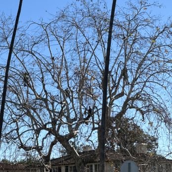 Villatoro Tree Care - Tree Services Near Me Villatoro Tree Care - Tree Services Near Me