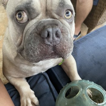 UnLeash Puerto Rico - Animal Shelters Near Me UnLeash Puerto Rico - Animal Shelters Near Me