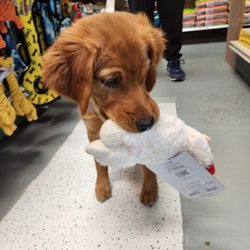 Nature Dog Giftly Email, Text or Print, 13406 W Maple Rd, Omaha, NE